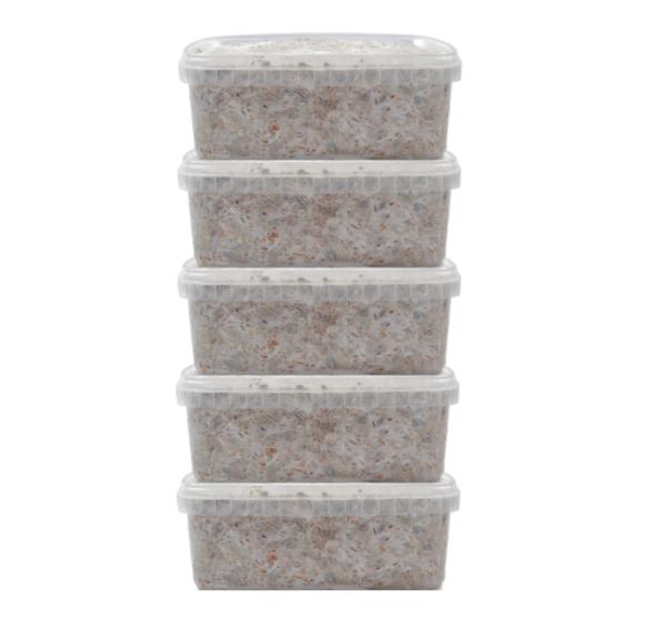 5-Magic-Mushroom-grow-kit-Discount-Pack-Mondo®.png