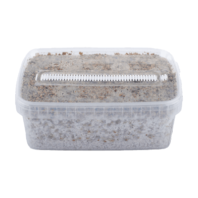 B-Magic-Mushrooms-Grow-Kit-GetMagic.png