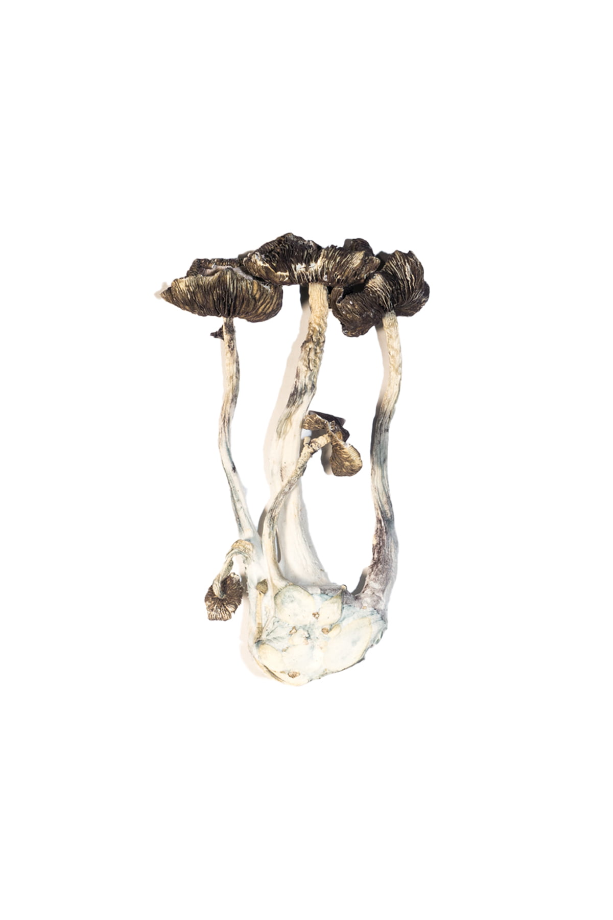 Buy-Albino-A-Magic-Mushrooms-Online-1-1.jpg