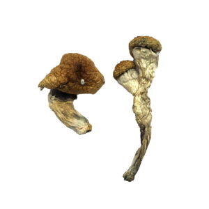 Buy-Amazonian-Magic-Mushrooms-300x300-2.jpg