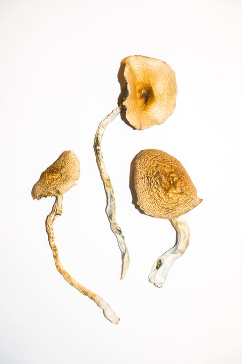 Golden-Teachers-Mushrooms.jpg