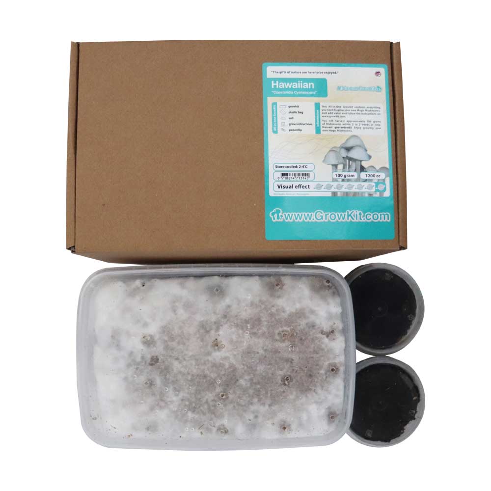 Hawaiian-Copelandia-Magic-Mushroom-Grow-Kit.jpg