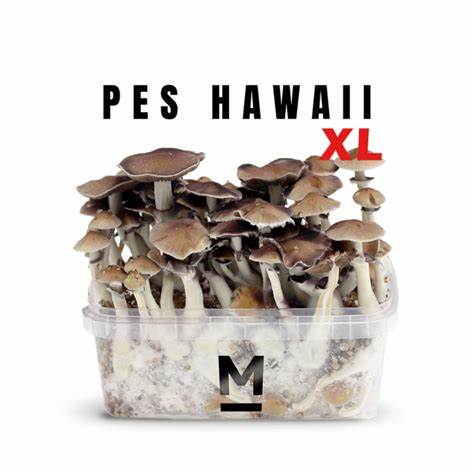Hawaiian-PES-Magic-Mushroom-Grow-Kit-XL.jpg