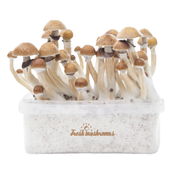 Magic-Mushroom-Grow-Kit-Mckennaii-Xp-By-Freshmushrooms®-1.png