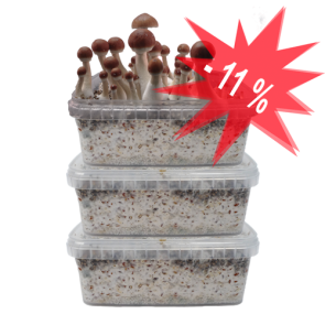 Magic-Mushroom-Grow-Kits-3-Pack-Discount-For-Sale-1.png